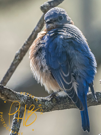 Indiana Birds and Wildlife 2024 1239-Edit