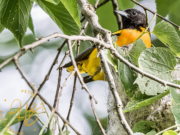 -Indiana Birds and Wildlife 2022 5894-Edit-Edit