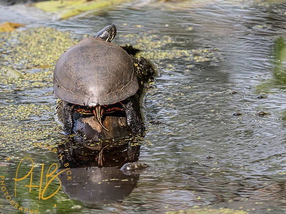 Indiana Birds and Wildlife 2024 5477-Edit