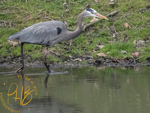 Indiana Birds and Wildlife 2025 4024-Edit