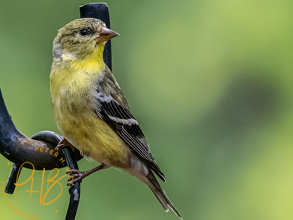 -Indiana Birds and Wildlife 2022 5092-Edit-Edit