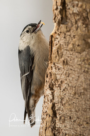Zionsville Birds 2015 0006