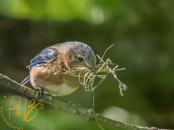 -Indiana Birds and Wildlife 2022 4865-Edit-Edit