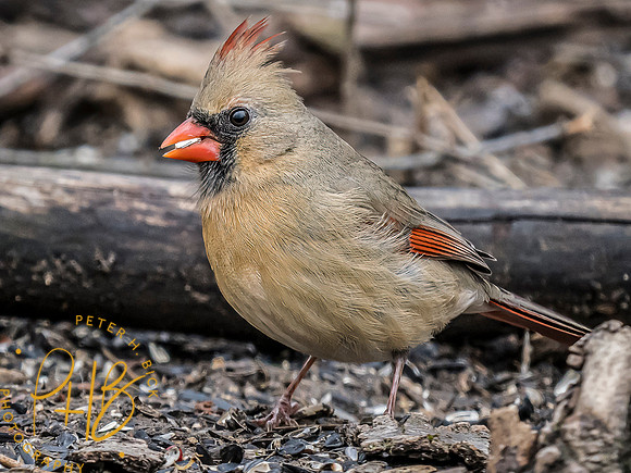 Indiana Birds and Wildlife 2024 0856-Edit