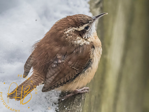 Indiana Birds and Wildlife 2025 0724-Edit