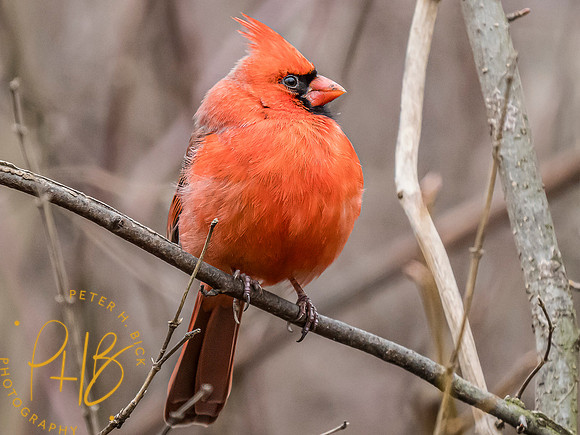 Indiana Birds and Wildlife 2024 0855-Edit
