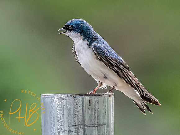 -Indiana Birds and Wildlife 2022 4069-Edit-Edit