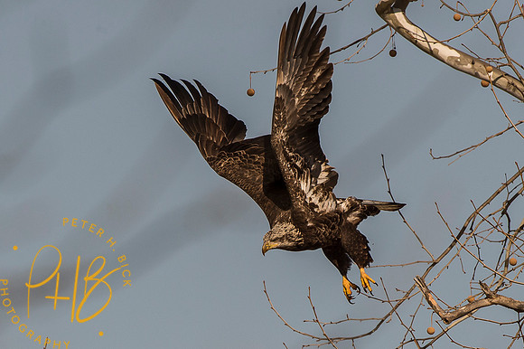 Bald Eagle 2015 0031