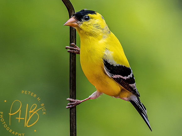 -Indiana Birds and Wildlife 2022 5109-Edit-Edit