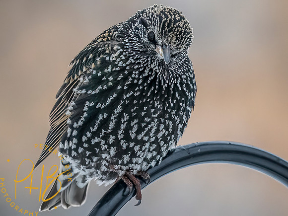Indiana Birds and Wildlife 2025 0127-Edit
