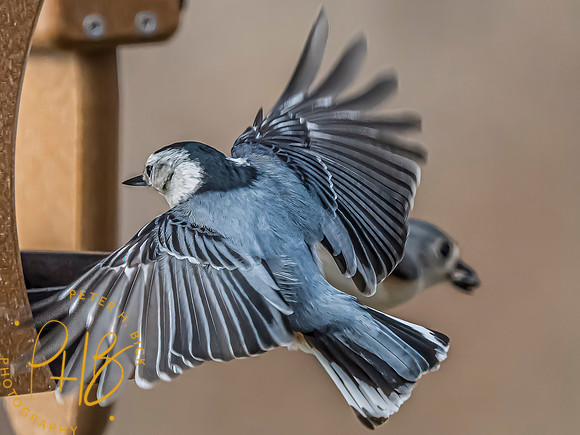 Indiana Birds and Wildlife 2025 1758-Edit-topaz-focus