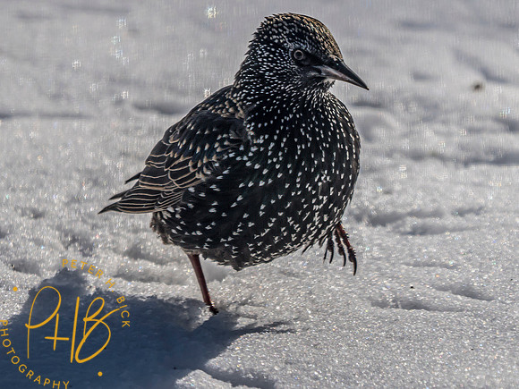 Indiana Birds and Wildlife 2025 0707-Edit