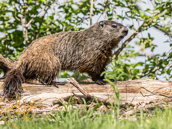 Indiana Birds and Wildlife 2024 5826-Edit