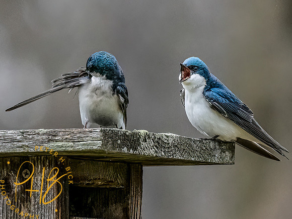 -Indiana Birds and Wildlife 2022 3295-Edit-Edit