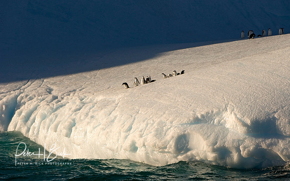 Antarctica 2-06 5638pc8x10
