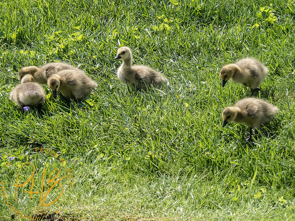 Indiana Birds and Wildlife 2025 4883-Edit