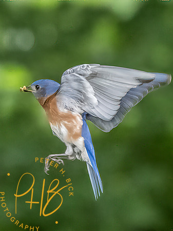 Indiana Birds and Wildlife 2025 7453-Edit-Edit