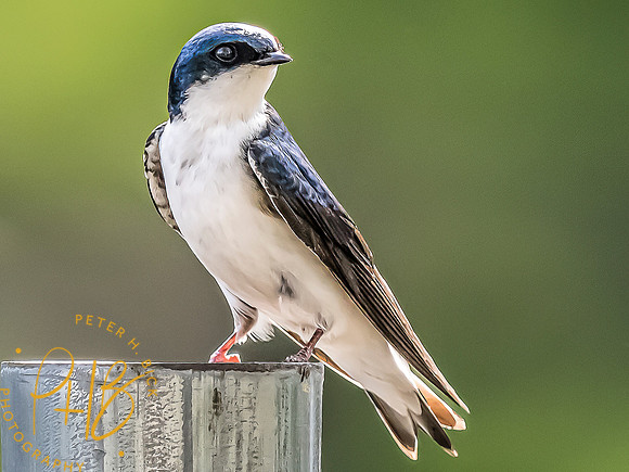 -Indiana Birds and Wildlife 2022 4062-Edit-Edit