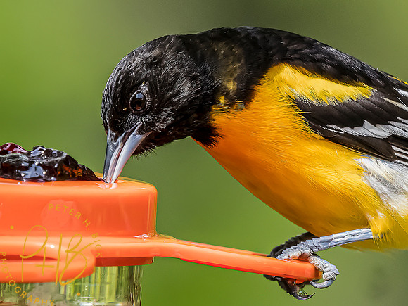 -Indiana Birds and Wildlife 2022 5059-Edit-Edit