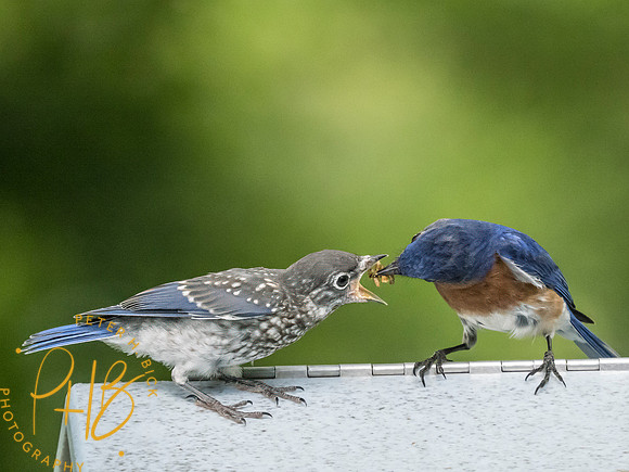Indiana Birds and Wildlife 2025 7890-Edit