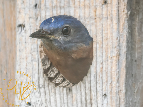 Indiana Birds and Wildlife 2025 8134-Edit