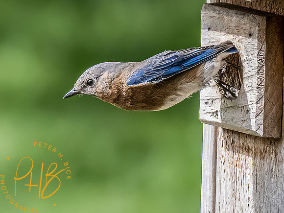 -Indiana Birds and Wildlife 2022 4901-Edit-Edit