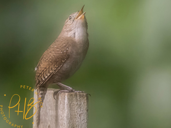 Indiana Birds and Wildlife 2025 7000-Edit