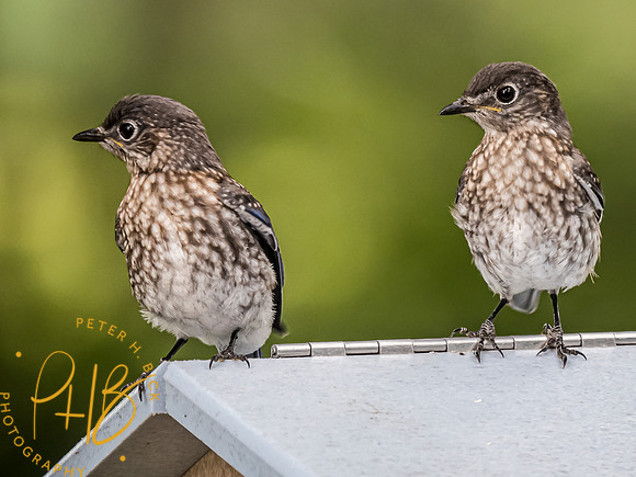 -Indiana Birds and Wildlife 2021 9773-Edit-2