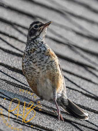 Indiana Birds and Wildlife 2025 6747-Edit