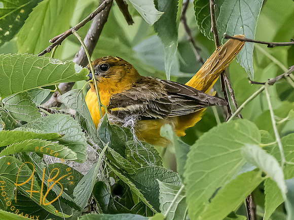 -Indiana Birds and Wildlife 2022 5935-Edit-Edit