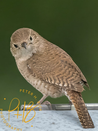 Indiana Birds and Wildlife 2025 7064-Edit-Edit