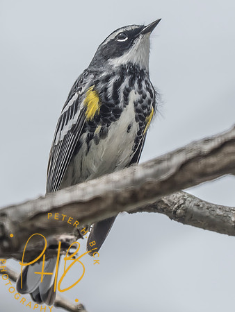 Indiana Birds and Wildlife 2025 4374-Edit