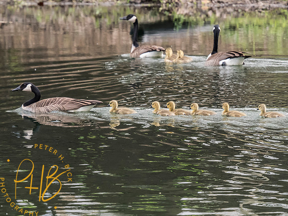 Indiana Birds and Wildlife 2025 4994-Edit