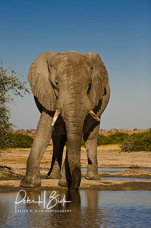 Africa 08 7613