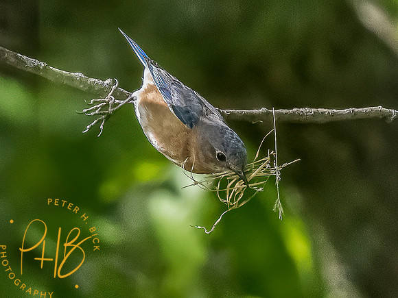 -Indiana Birds and Wildlife 2022 4870-Edit-Edit