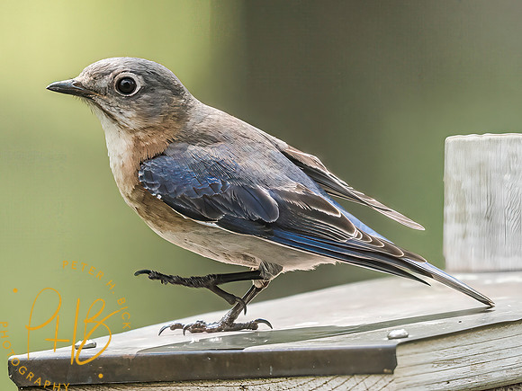 Indiana Birds and Wildlife 2025 6101-Edit-Edit