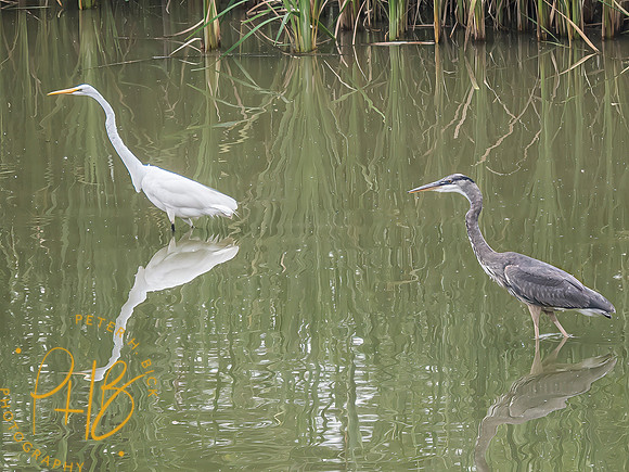 Indiana Birds and Wildlife 2025 6957-Edit-Edit