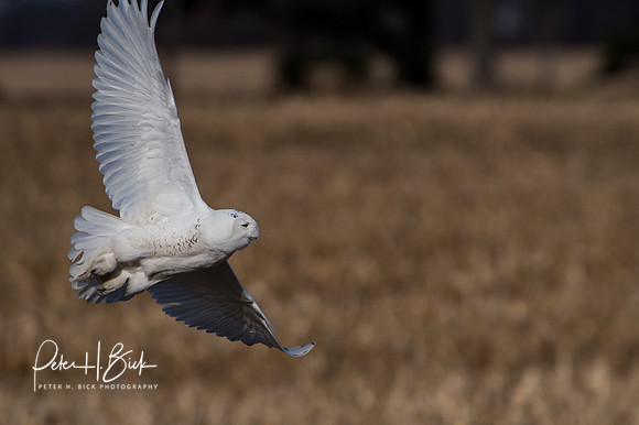Snowy Owl 2014 0159