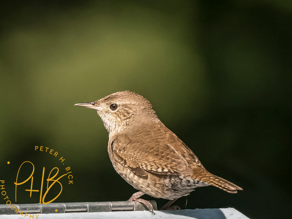 Indiana Birds and Wildlife 2025 6687