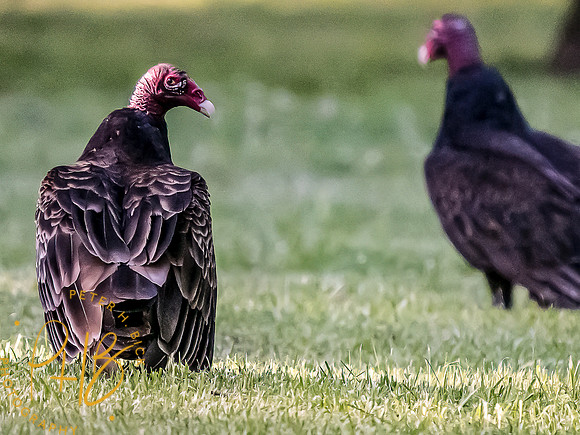 -Indiana Birds and Wildlife 2022 6293-Edit-Edit