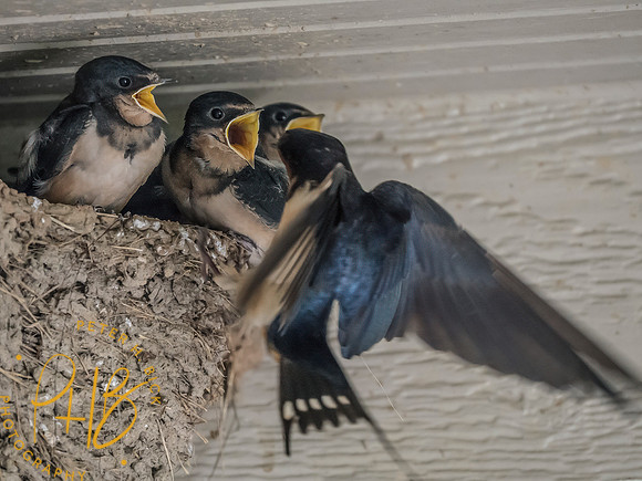 Indiana Birds and Wildlife 2025 7523-Edit