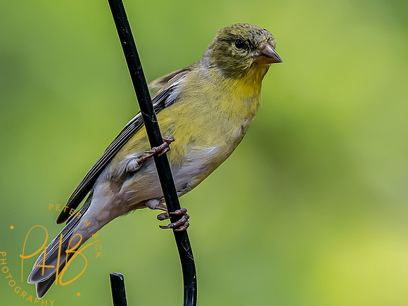 -Indiana Birds and Wildlife 2022 5101-Edit-Edit