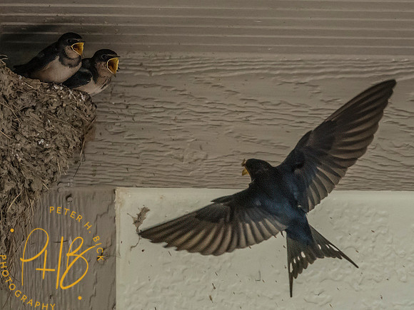 Indiana Birds and Wildlife 2025 7481-Edit