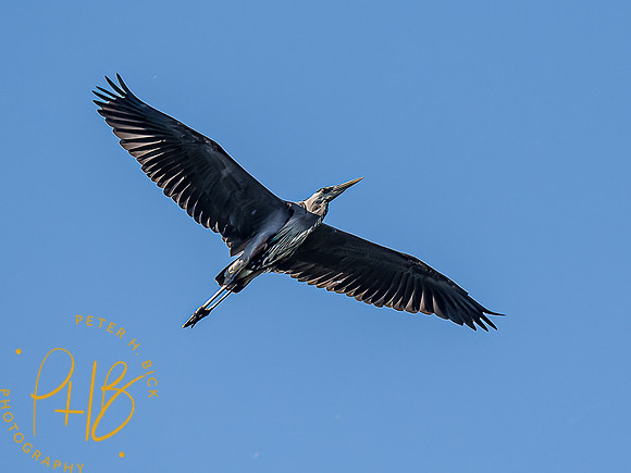 -Indiana Birds and Wildlife 2022 5280-Edit-Edit
