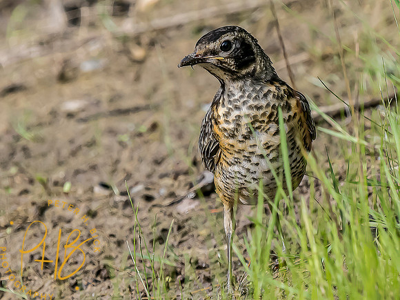 -Indiana Birds and Wildlife 2022 5889-Edit-Edit