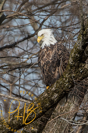 Bald Eagle 2015 0065
