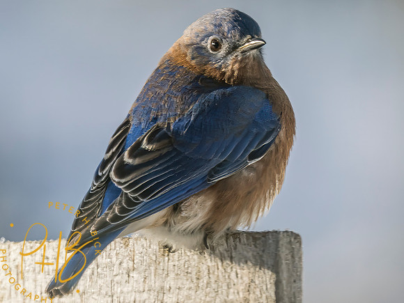 Indiana Birds and Wildlife 2025 0299-Edit