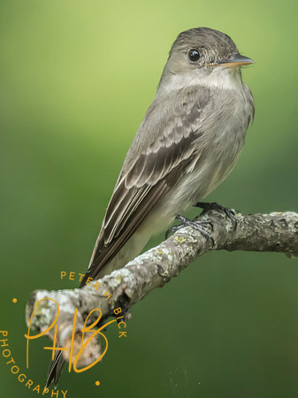 Indiana Birds and Wildlife 2025 7738-Edit