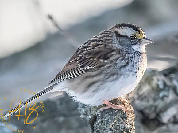Indiana Birds and Wildlife 2025 0582-Edit