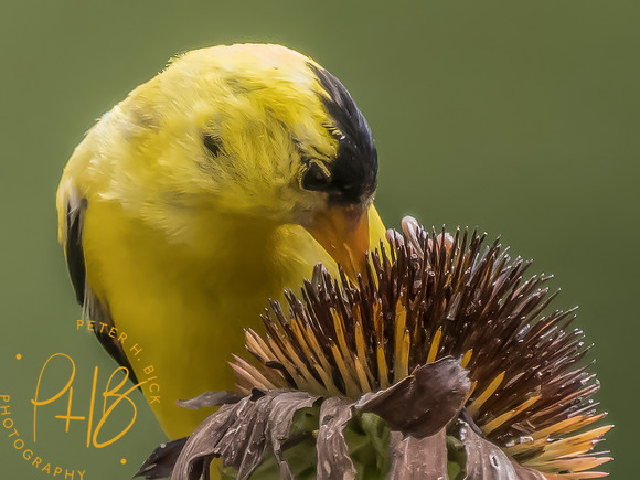 Indiana Birds and Wildlife 2025 9397-Edit